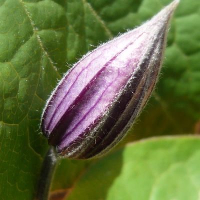 Bouton de clématite "Arabella"