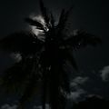 La nuit tous les palmiers sont gris !