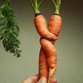 graphic vegetables- carot lovers