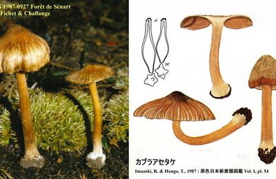  Inocybe à bulbe marginé (カブラアセタケ)