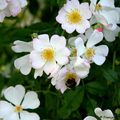 Eglantier ou Rosier des chiens (Rosa Canina)