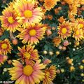 Les chrysanthèmes aux couleurs chatoyantes