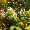 Conservatoire botanique national de Brest