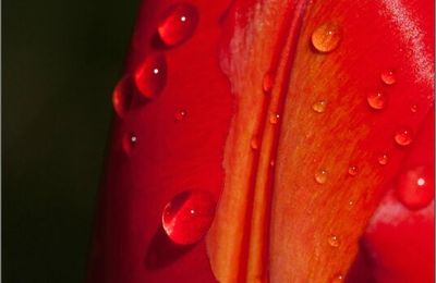 Rouge comme la pluie