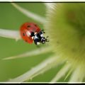 COCCINELLE