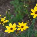 Coreopsis tripteris