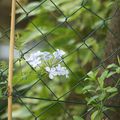 les différents jasmin du jardin qui prennent super vite.