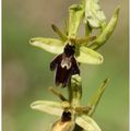 Ophrys x apicula