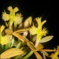 epidendrum - orchidée puce