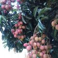 Photos ile de la Réunion (fruits)