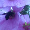 photo macro d'insectes sur des fleurs