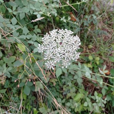 Les fleurs de carottes sauvages..