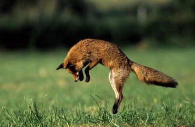 Fox the fox