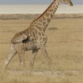 Girafes 2