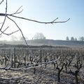 Matin d'hiver sur le domaine 