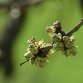 Le lundi c'est photographie: quand la nature s'éveille