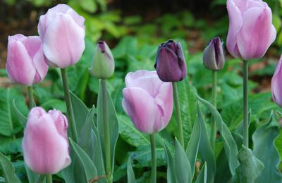 Tulipa 'Paul Scherer' et Tulipa 'Synaeda Amor'