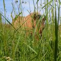 Cache-cache derrière un brin d'herbe (Milou)
