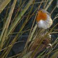 Un petit Rouge-Gorge