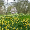 Kew Gardens - les fleurs