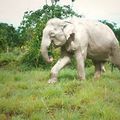 elephant blanc de birmanie