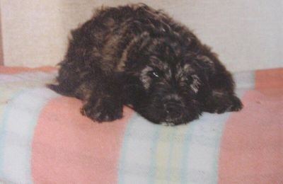 je vais vous faire connaitre le bouvier des flandres