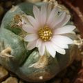 echinocactus williamsii