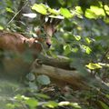 Chamois des bois