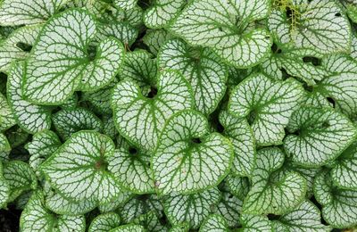 Son feuillage vert argenté couvre joliment le sol