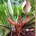 Fleur du faux philodendron , plante liane vivace de 20m de hauteur , Monstera deliciosa , Araceae