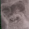 N° 93 - Un Chimpanzé, nommé Désiré !