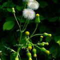 Plantes sauvages: le seneçon commun