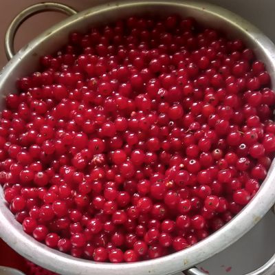 Gelée de groseilles 