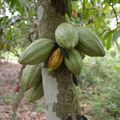 Culture de cacao