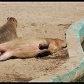 Série animalière : le capibara / the capybara