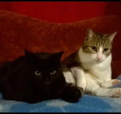 Un fauteuil, deux chats, plein de possibilités