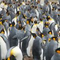 Réchauffement climatique: manifestation monstre des pingouins pour protester contre la hausse du prix du m2 en Antartique