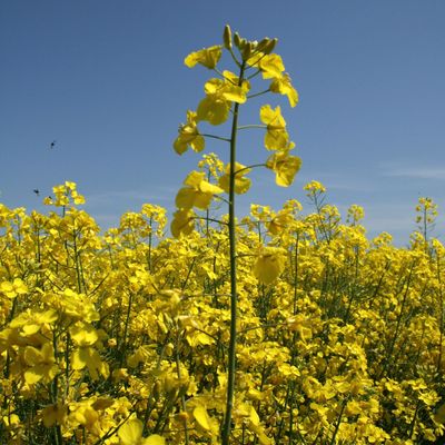 Le label «bâtiment biosourcé»