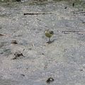 Petits oiseaux du lac de la forêt d'Orient... et pas que - 3 