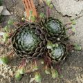 Sempervivum arachnoideum ( La joubarbe à toile d'araignée )