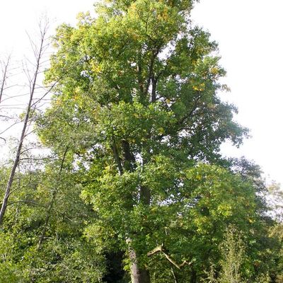 Tulipier de Virginie