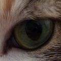 Cat's eye