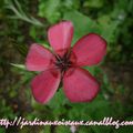 Toujours du Rose au Jardin !