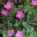 Erodium × variabile 'Bishop's Form'