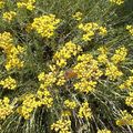 Une senteur du maquis corse et des garrigues du midi