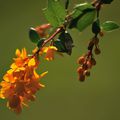 BERBERIS