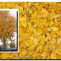 Ginkgos