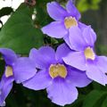 Madinina, l'île aux fleurs