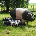 le porc Cul noir du Limousin, en 1850