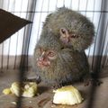 Deux nouveaux « Pygmy marmosets »… (Primate le plus petit d'Amérique)